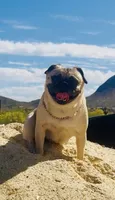Reagan , a female Pug for sale in Phoenix, AZ – 2 of 10