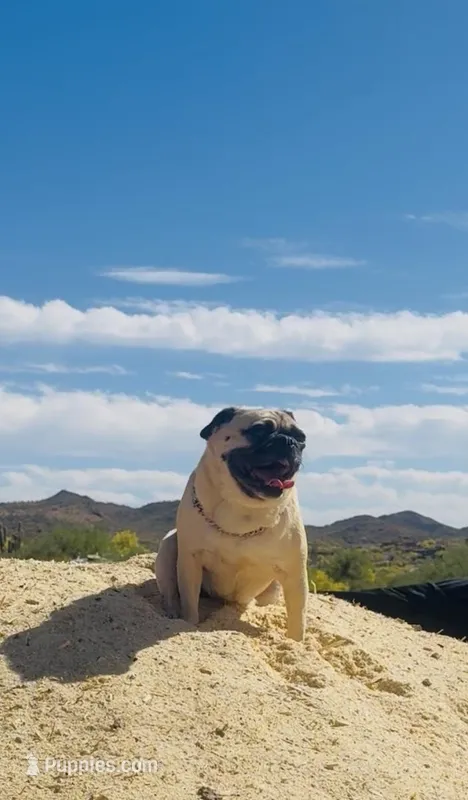 Reagan  – Pug puppy for sale in Phoenix, AZ
