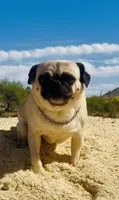 Reagan , a female Pug for sale in Phoenix, AZ – 4 of 10