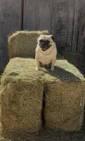 Reagan , a female Pug for sale in Phoenix, AZ – 8 of 10