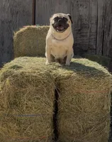 Reagan , a female Pug for sale in Phoenix, AZ – 7 of 10