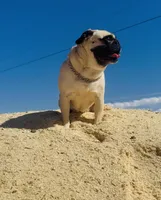 Reagan , a female Pug for sale in Phoenix, AZ – 9 of 10