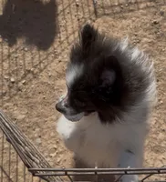 Merlot, a female Pomeranian for sale in Phoenix, AZ – 2 of 3