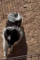 Merlot, a female Pomeranian for sale in Phoenix, AZ – 3 of 3