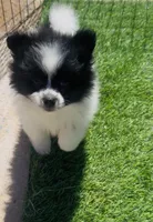 Panda Bear, a male Pomeranian for sale in Phoenix, AZ – Photo 5 of 10