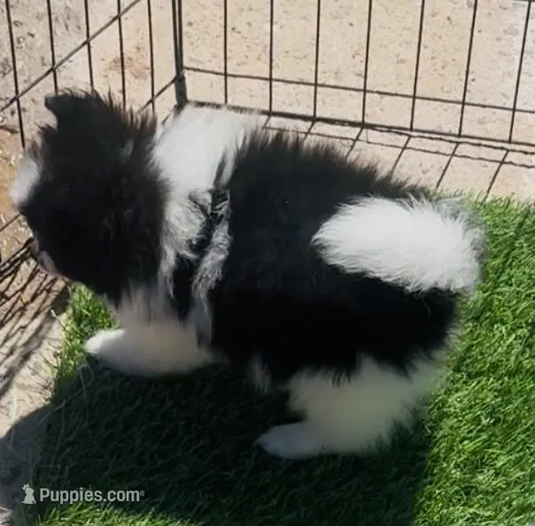 Panda Bear – Pomeranian puppy for sale in Phoenix, AZ