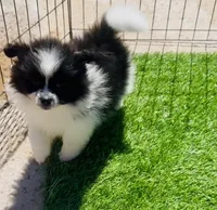Panda Bear, a male Pomeranian for sale in Phoenix, AZ – Photo 4 of 10