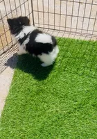 Panda Bear, a male Pomeranian for sale in Phoenix, AZ – Photo 8 of 10