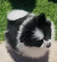 Panda Bear, a male Pomeranian for sale in Phoenix, AZ – Photo 7 of 10