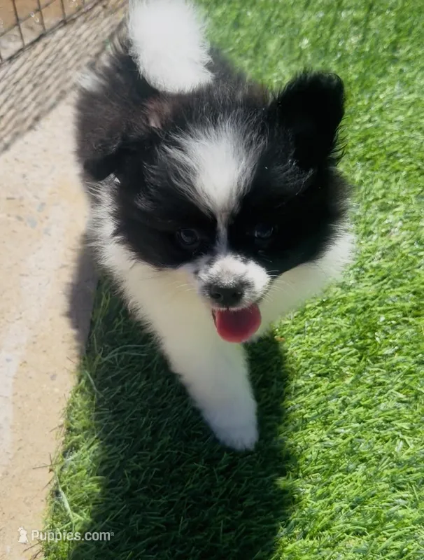 Panda Bear – Pomeranian puppy for sale in Phoenix, AZ