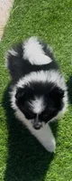 Panda Bear, a male Pomeranian for sale in Phoenix, AZ – Photo 6 of 10