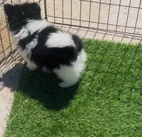 Panda Bear, a male Pomeranian for sale in Phoenix, AZ – Photo 3 of 10