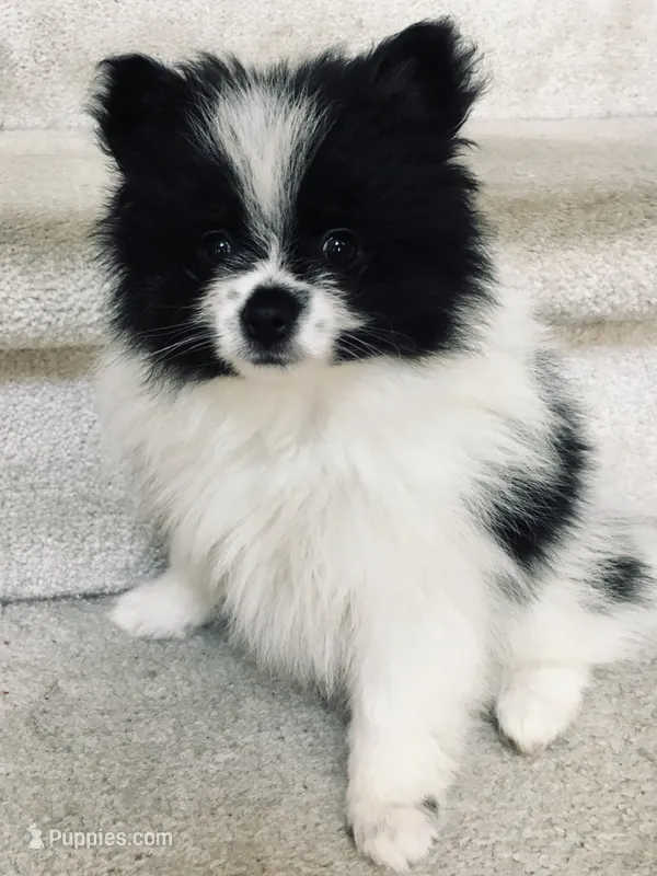 Female Pomeranian – Pomeranian puppy for sale in Phoenix, AZ