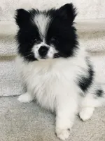 Female Pomeranian, a female Pomeranian for sale in Phoenix, AZ – 1 of 1