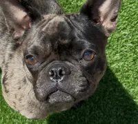 Chanel , a female French Bulldog for sale in Phoenix, AZ – 1 of 3