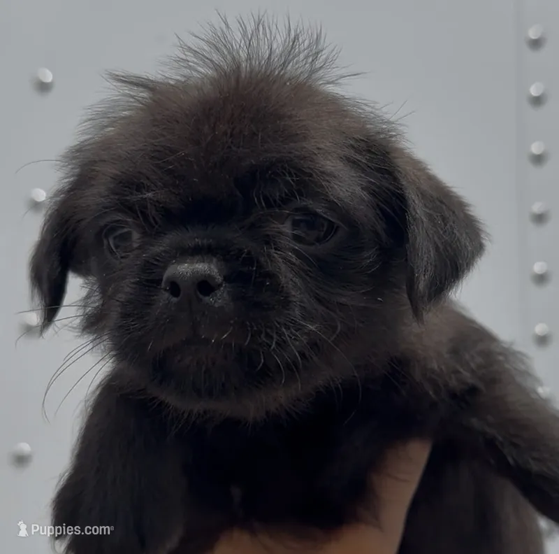 Boy Puppy #1 – Shih Tzu, Yorkshire Terrier puppy for sale in Phoenix, AZ