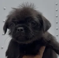 Boy Puppy #1, a male Shih Tzu and Yorkshire Terrier for sale in Phoenix, AZ – 3 of 3