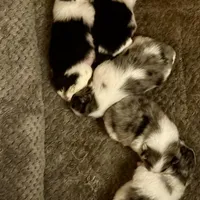 Fancy Pomeranians- Blue eyes! , a male Pomeranian for sale in Phoenix, AZ – Photo 3 of 8