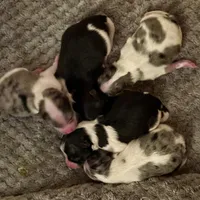 Fancy Pomeranians- Blue eyes! , a male Pomeranian for sale in Phoenix, AZ – Photo 8 of 8