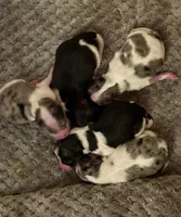 Fancy Pomeranians- Blue eyes! , a male Pomeranian for sale in Phoenix, AZ – Photo 5 of 5