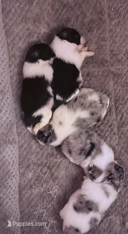 Fancy Pomeranians- Blue eyes! 