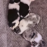 Fancy Pomeranians- Blue eyes! , a male Pomeranian for sale in Phoenix, AZ – Photo 1 of 8