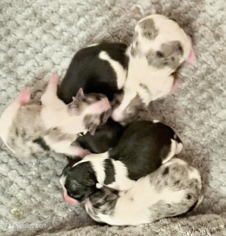 Fancy Pomeranians- Blue eyes! 