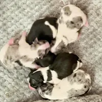 Fancy Pomeranians- Blue eyes! , a male Pomeranian for sale in Phoenix, AZ – Photo 4 of 8