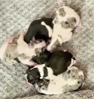 Fancy Pomeranians- Blue eyes! , a male Pomeranian for sale in Phoenix, AZ – Photo 1 of 5