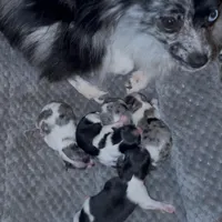 Fancy Pomeranians- Blue eyes! , a male Pomeranian for sale in Phoenix, AZ – Photo 6 of 8