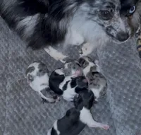 Fancy Pomeranians- Blue eyes! , a male Pomeranian for sale in Phoenix, AZ – Photo 3 of 5