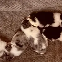 Fancy Pomeranians- Blue eyes! , a male Pomeranian for sale in Phoenix, AZ – Photo 2 of 8