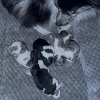 Fancy Pomeranians- Blue eyes! , a male Pomeranian for sale in Phoenix, AZ – Photo 7 of 8