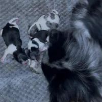 Fancy Pomeranians- Blue eyes! , a male Pomeranian for sale in Phoenix, AZ – Photo 5 of 8