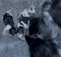 Fancy Pomeranians- Blue eyes! , a male Pomeranian for sale in Phoenix, AZ – Photo 2 of 5