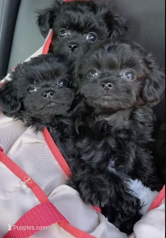 Shih Tzu mix puppies – Pug, Shih Tzu puppy for sale in Phoenix, AZ
