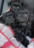 Shih Tzu mix puppies, a male Pug and Shih Tzu for sale in Phoenix, AZ – 2 of 2