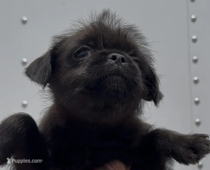 Boy Puppy #1 – Shih Tzu, Yorkshire Terrier puppy for sale in Phoenix, AZ