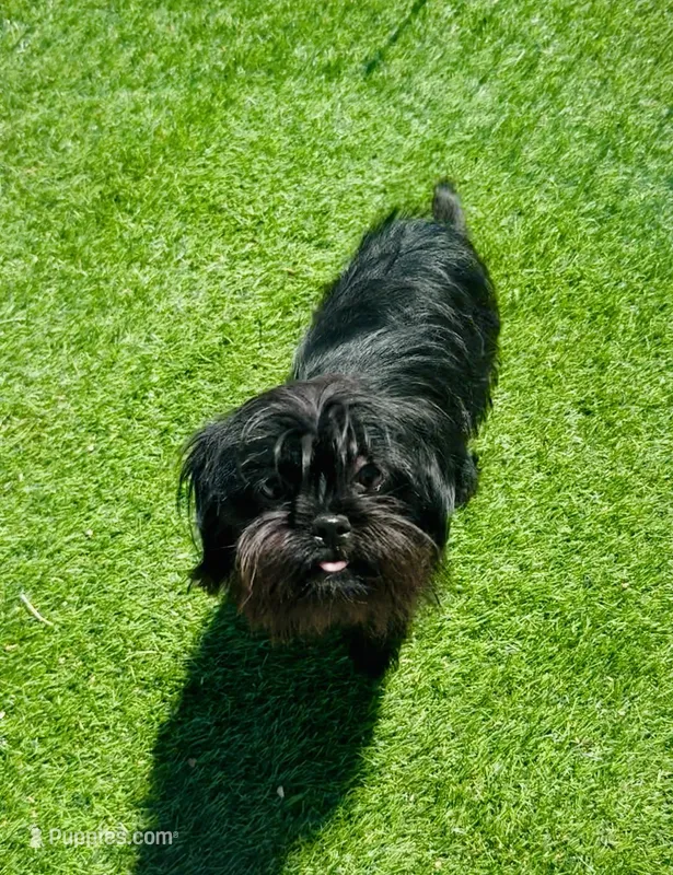 Cowgirl  – Affenpinscher, Shih Tzu puppy for sale in Phoenix, AZ