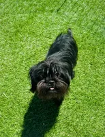 Cowgirl , a female Affenpinscher and Shih Tzu for sale in Phoenix, AZ – Photo 1 of 10