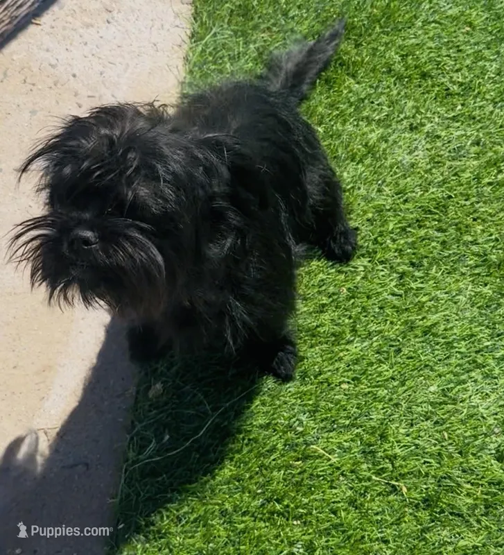 Cowgirl  – Affenpinscher, Shih Tzu puppy for sale in Phoenix, AZ