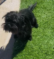 Cowgirl , a female Affenpinscher and Shih Tzu for sale in Phoenix, AZ – Photo 3 of 10