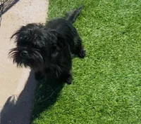 Cowgirl , a female Affenpinscher and Shih Tzu for sale in Phoenix, AZ – Photo 9 of 10