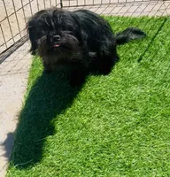 Cowgirl , a female Affenpinscher and Shih Tzu for sale in Phoenix, AZ – Photo 10 of 10