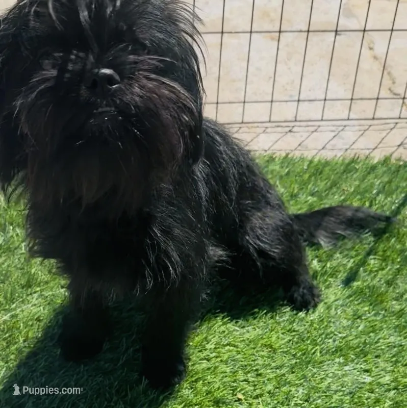 Cowgirl  – Affenpinscher, Shih Tzu puppy for sale in Phoenix, AZ