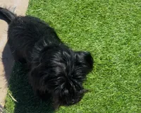 Cowgirl , a female Affenpinscher and Shih Tzu for sale in Phoenix, AZ – Photo 7 of 10