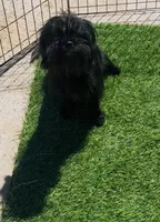 Cowgirl , a female Affenpinscher and Shih Tzu for sale in Phoenix, AZ – Photo 4 of 10