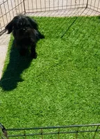 Cowgirl , a female Affenpinscher and Shih Tzu for sale in Phoenix, AZ – Photo 8 of 10