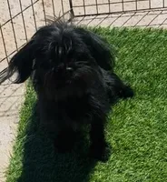 Cowgirl , a female Affenpinscher and Shih Tzu for sale in Phoenix, AZ – Photo 2 of 10