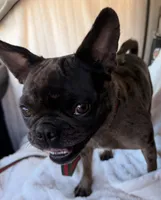 Chanel , a female French Bulldog for sale in Phoenix, AZ – 2 of 3